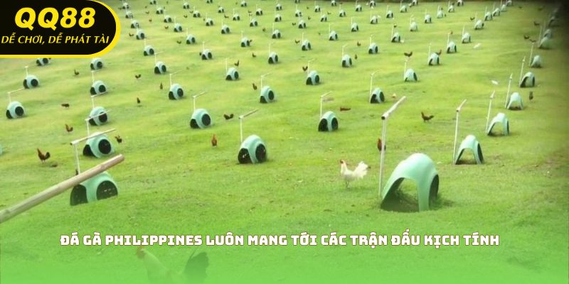 Đá gà Philippines luôn mang tới các trận đấu kịch tính
